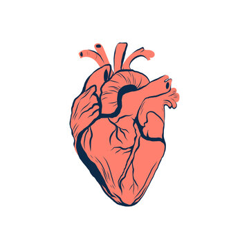 Heart. Vector illustration. Hand drawing. Isolated on white background.