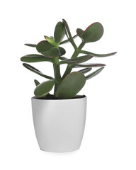 Beautiful Jade plant in pot isolated on white. House decor