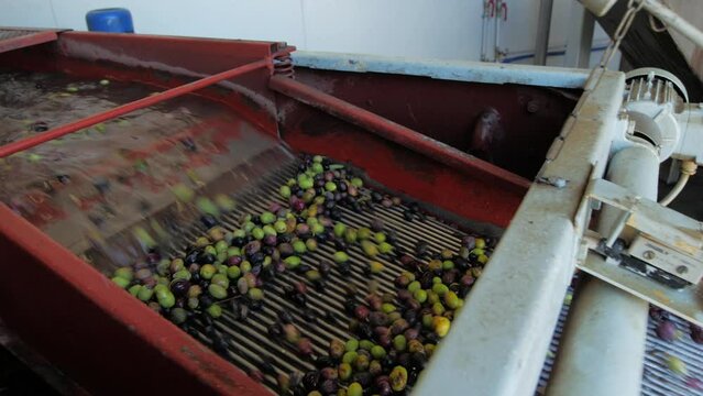 Olive defoliation wash machine, olives mill industry, extra virgin oil 4k