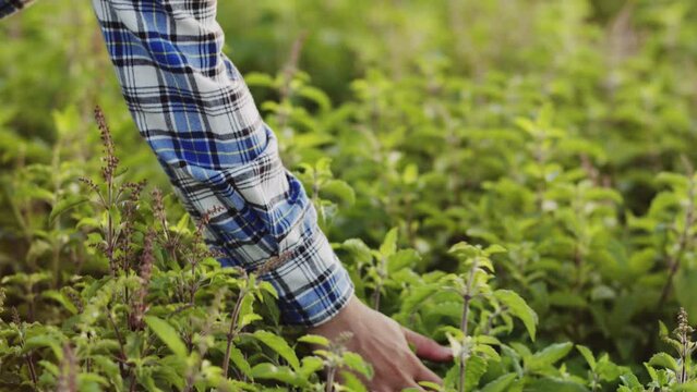 A farmer woman uses a tablet in a green vegetable plot to check the quality of vegetables.