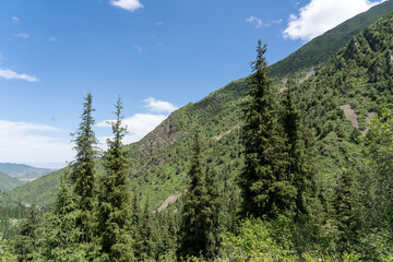 Landscape with pine trees in the foreground and mountains in the background