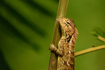 lizard on a branch