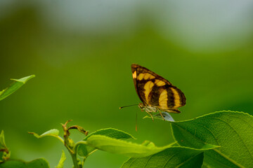 butterfly on a green leaf