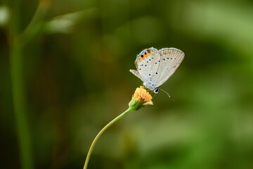 butterfly on a flower