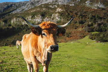 Asturian mountain cow (Casina breed) grazing in the mountains. Brown cow with big horns in the...