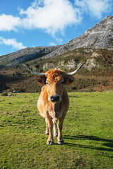 Asturian mountain cow (Casina breed) grazing in the mountains. Brown cow with big horns in the field.