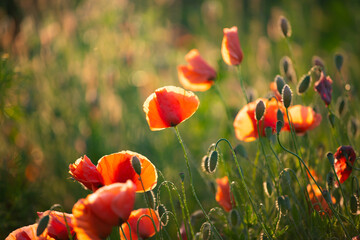 Summer sunset over beautiful poppy meadow.