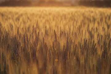 Fields of wheat at the begining of summer