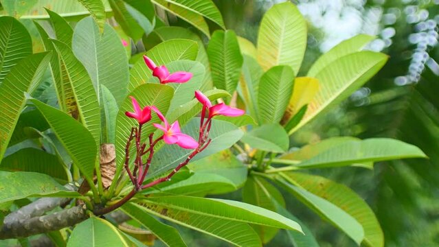 Bright pink flowers move slowly on the tree. Natural green leaves background.Frangipani flowers.