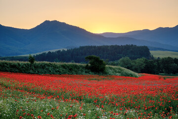Plakat Field of blooming red poppy flowers in backlight with mountains in the background at sunset. Turiec Valley in Slovakia, Europe.