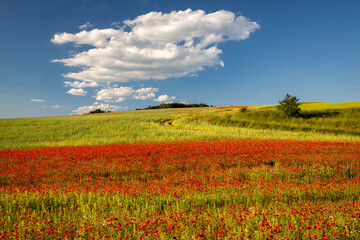 Field of blooming red poppy flowers.