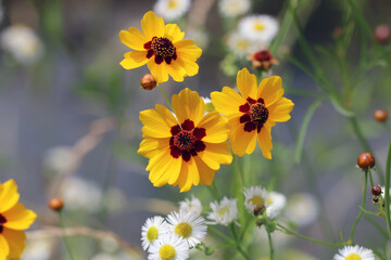 Yellow and chocolate brown colored Flowers of 