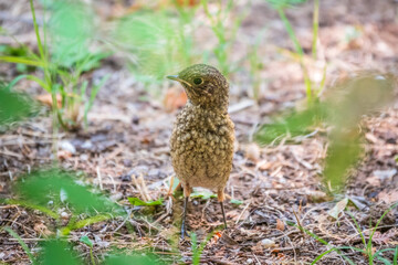 The common redstart, Phoenicurus phoenicurus, young bird, is sitting on a ground against a blurred background.