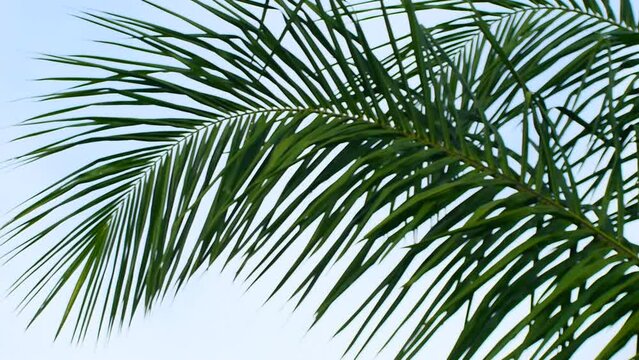 Coconut tree silhouette and blur footage.The moving leaves of the wind in the evening on a gray sky background.
