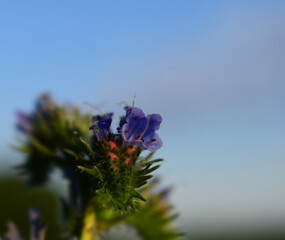 Gewöhnlicher Natternkopf, Echium vulgare, vor blauem Himmel
