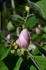 Blüte der Quitte im Frühling