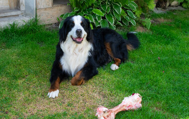 Bernese Mountain Dog on the grass with a bone