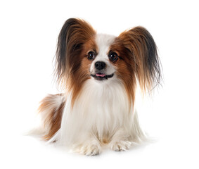 papillon dog in studio