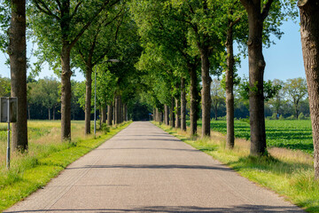 Fototapeta na wymiar Small street with trees trunk along the way, Summer landscape view with a row of tree on the both side of the road in Dutch countryside in province of Drenthe, Netherlands.