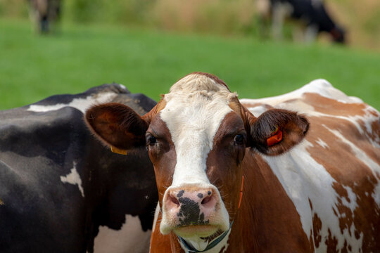 Selective focus face of orange and white Dutch cow on green meadow, Holland typical polder landscape in summer, Open farm with dairy cattle on the grass field in countryside, Netherlands.