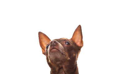image of dog white background