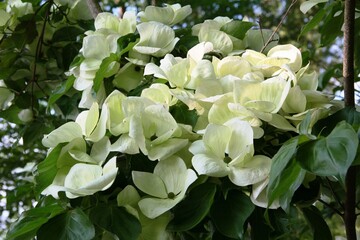 Japanischer Blumen-Hartriegel