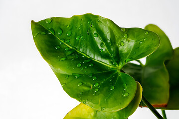 water drops on an anthurium green leaf close-up on a white background