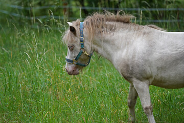 Shetland pony Fredo at pasture