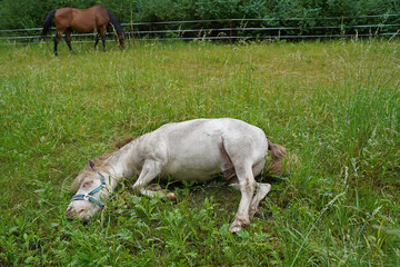 Shetland pony Fredo at pasture