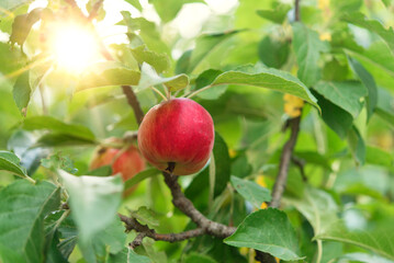 Apple trees in the garden with ripe red apple ready for harvest.