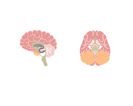 human brain, internal organs anatomy body part nervous system, vector illustration cartoon flat character design clip art