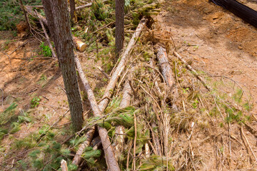 Fototapeta na wymiar After the forest has been felled, stumps and roots from the forest will be dug up to prepare the area for housing subdivision complexes