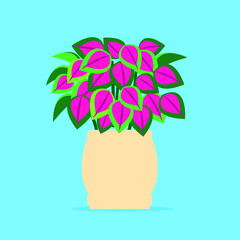 indoor flower with pink leaves