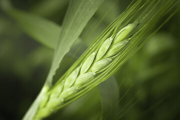 Wheat field harvest. cereal crop