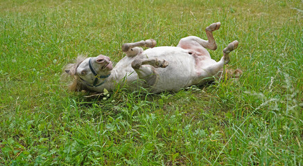 Shetland pony Fredo at pasture