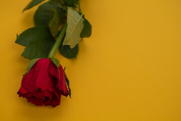 macro picture of a red rose on a yellow background