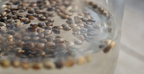 Seeds float in glass of water. Seed germination. Plant and grow at home. Organic plants. Organic...
