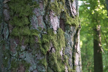 Moss on a bark of the pine tree. Mossy old pine trunk bark texture in a close-up scene in a summer forest. Beautiful sample of the nature elements design.