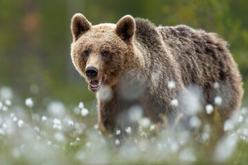 Brown bear at summer evening with canines