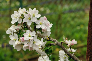 Apfelbaum Blumen im Frühling 