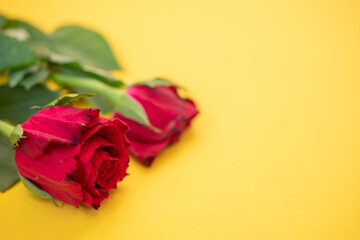 macro picture of a red rose on a yellow background