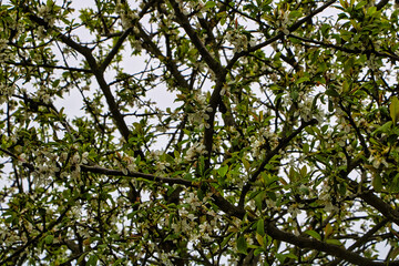 Apfelbaum Blumen im Frühling 