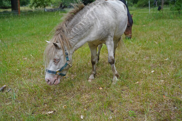 Shetland pony Fredo at pasture