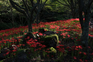 赤い彼岸花の群生
