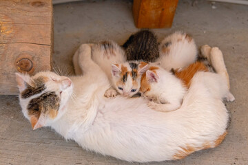 Newborn Kittens With Mom