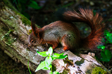Rotes Eichhörnchen 