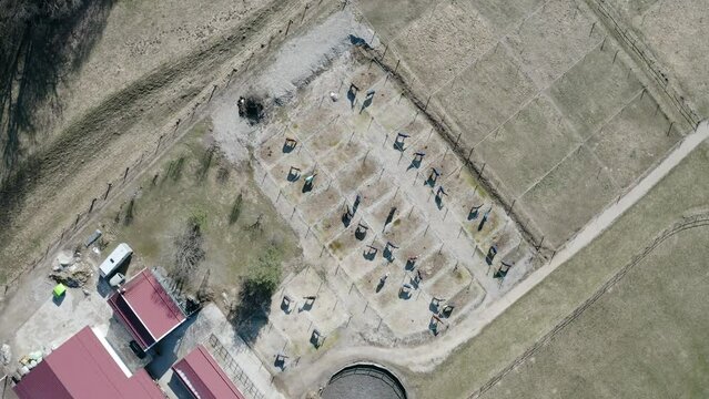 Paddock with horses. Barn Stable. 4k Aerial Drone Shot from above