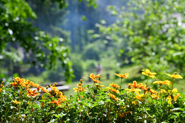 wild mountain flowers photographed close up
