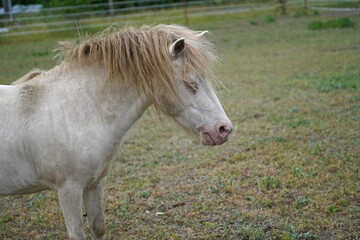 Shetland pony Fredo at pasture