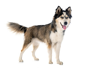 siberian husky in studio